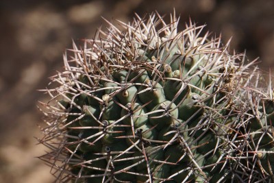 DSC02915.JPG (120.4 KiB) 11614 mal betrachtet Gymnocalycium schickendantzii RB3071 - Lucio V. Mansilla, Salinas Grandes, Cordoba 189m