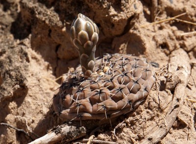 DSC02927.JPG (140.13 KiB) 11614 mal betrachtet Gymnocalycium ragonesei obductum RB3074 - Lucio V. Mansilla, Salinas Grandes, Cordoba 189m