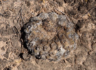 Gymnocalycium ragonesei obductum RB3074 - Lucio V. Mansilla, Salinas Grandes, Cordoba 189m