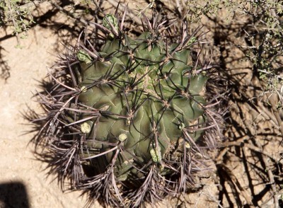 Gymnocalycium schickendantzii RB3078 - 17 km südl. Recreo, Catamarca 190m