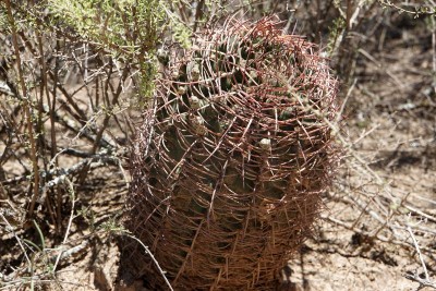 DSC02973.JPG (169.19 KiB) 11614 mal betrachtet Gymnocalycium schickendantzii RB3078 - 17 km südl. Recreo, Catamarca 190m