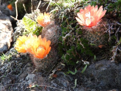 DSCN1259.JPG (140.52 KiB) 11479 mal betrachtet Parodia malyana RB3083 - nördl. Anquincila (Friedhof), Catamarca 1062m