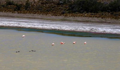 Flamingos.jpg