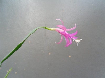 Disocactus biformis 2016-1.JPG