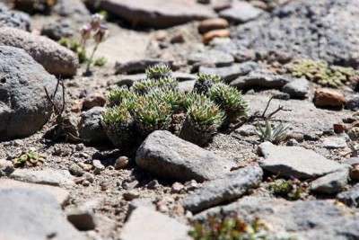 Plantago_uniglumis.jpg