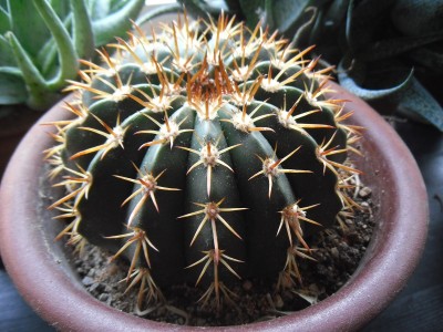 Kaktus NN 2016-1.JPG