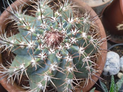 Melocactus NN 1 Beginn Cephalienbildung 2015.JPG