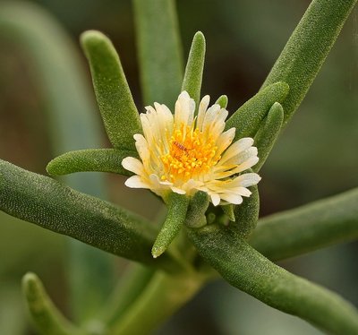 Delosperma nakurense 2472-1 (1).jpg