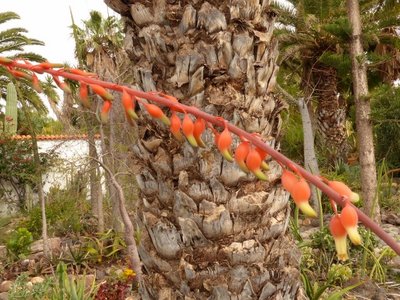 Gasteria rawlinsonii, Blüte (640x480).jpg