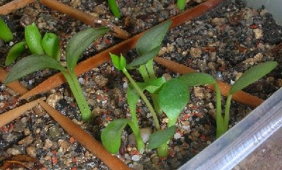 C.rendallii.seedl3.jpg