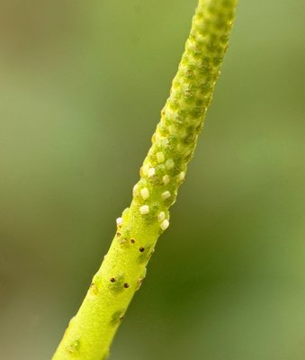 Peperomia fernandeziana 2984-1; Piperaceae (1). (1).jpg