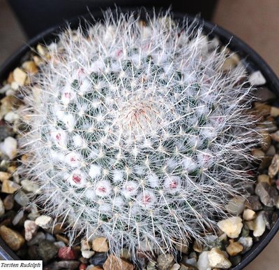 Mammillaria hahniana