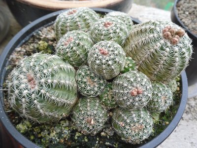 Gymnocalycium bruchii I 2016-1.JPG (292.71 KiB) 10848 mal betrachtet Gymnocalycium bruchii I