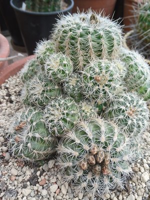 Gymnocalycium bruchii II 2016-1.JPG (301.35 KiB) 11452 mal betrachtet Gymnocalycium bruchii II