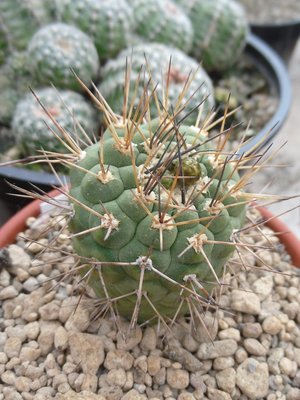 Wigginsia pygmaea 2016-1.JPG (209.74 KiB) 10848 mal betrachtet Weingartia pygmaea