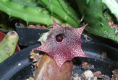 Huernia.spec.2.jpg