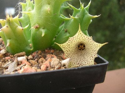 Huernia.concinna.2.jpg