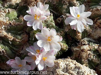 Aztekium ritteri