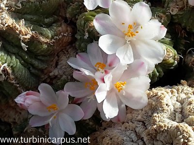 Aztekium ritteri