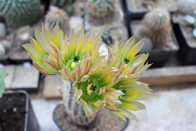 Echinocereus dasyacanthus &quot;Castalone&quot;