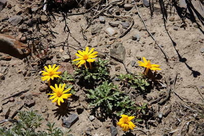 Mutisia_retrorsa.jpg (54.08 KiB) 11678 mal betrachtet Mutisia retrorsa