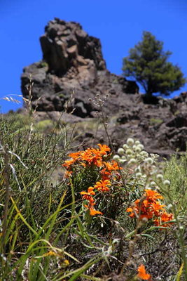 Mutisia_decurrens.jpg (40.39 KiB) 11678 mal betrachtet Mutisia decurrens