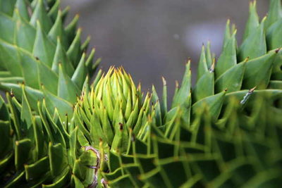 Araucaria_nah.jpg