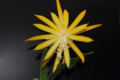 Epikaktus Frühlingsgold