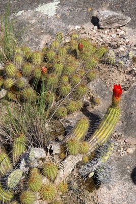 DSC02997.JPG (215.52 KiB) 11356 mal betrachtet Lobivia huascha rubriflora RB3085 - 7 km nordwestl. Anquincila, Catamarca 1247m