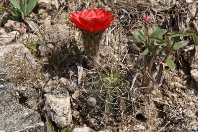 DSC03001.JPG (207.38 KiB) 11356 mal betrachtet Lobivia aurea dobeana RB3086 - Sierra de Ancasti, nordwestl. Anquincila, Catamarca 1400m