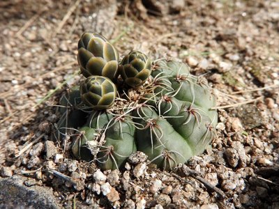 DSCN1281.JPG (158.53 KiB) 11356 mal betrachtet Gymnocalycium baldianum RB3088 - Sierra de Ancasti, Los Portones, Catamarca 1520m
