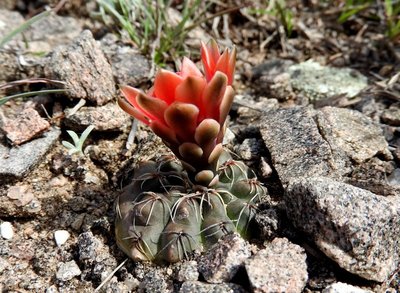 DSCN1283.JPG (168.54 KiB) 11356 mal betrachtet Gymnocalycium baldianum RB3089 - Sierra de Ancasti, Los Morteros, Catamarca 1598m