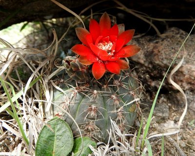 Gymnocalycium baldianum RB3089 - Sierra de Ancasti, Los Morteros, Catamarca 1598m