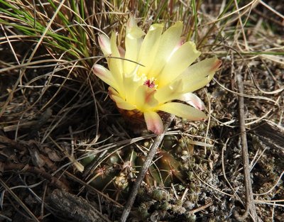 DSCN1287.JPG (162.58 KiB) 11356 mal betrachtet Notocactus submammulosus RB3090 - Sierra de Ancasti, Los Morteros, Catamarca 1598m