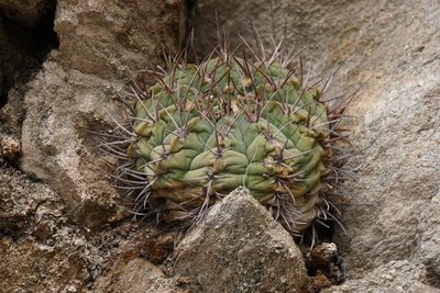 Gymnocalycium nigriareolatum RB3092 - Cuesta de Portezuelo, Catamarca 1560m