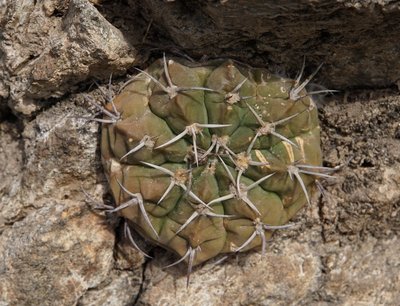 DSC03044.JPG (154.23 KiB) 11356 mal betrachtet Gymnocalycium nigriareolatum RB3092 - Cuesta de Portezuelo, Catamarca 1560m
