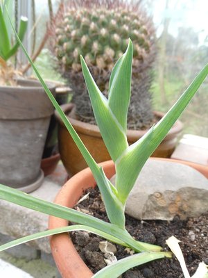 Ferraria crispa 2016-2.JPG