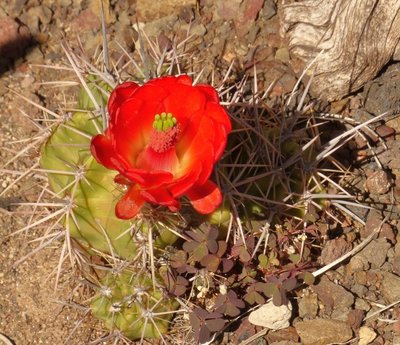 Echinocereus triglochidatus.jpg