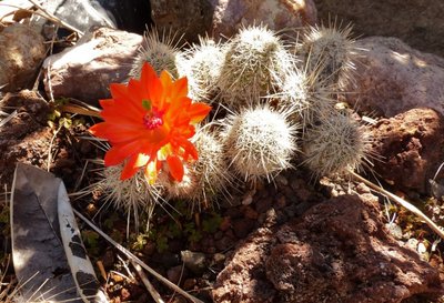 Echinocereus ortegae ssp.koehresianus (800x546).jpg