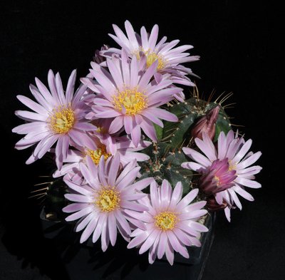 IMG_7639-a.jpg (496.54 KiB) 10020 mal betrachtet Echinocer. knippelianus