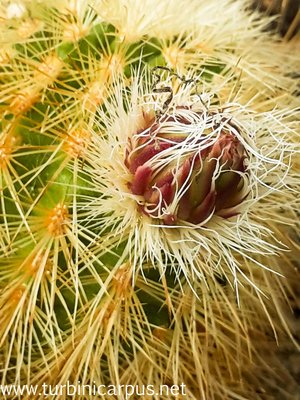 Echinocereus freudenbergeri