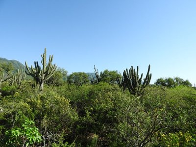 Standort von G.occultum bei Miraflores, 580m mit Stetsonia coryne RB3094