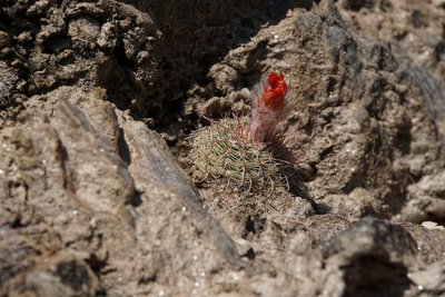 Parodia microsperma catamarcensis RB3097 - Cuesta de Los Angeles, 700m