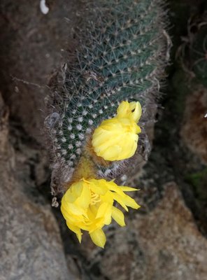 Parodia microsperma catamarcensis RB3102 - Cuesta de Los Angeles, 785m