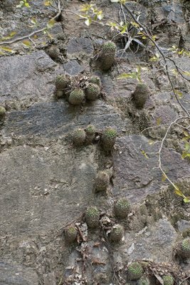 Parodia microsperma catamarcensis RB3112 - Cuesta de Los Angeles, 798m