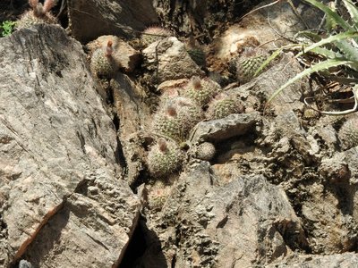 Parodia microsperma catamarcensis RB3097 - Cuesta de Los Angeles, 700m