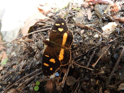 Narrow-banded Crescent - Telenassa berenice