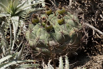 Gymnocalycium saglionis RB3098 - Cuesta de Los Angeles, 700m