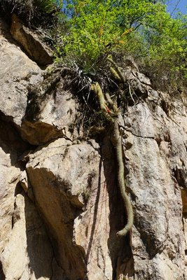 Cleistocactus smaragdiflorus RB3105 - Cuesta de Los Angeles, 975m