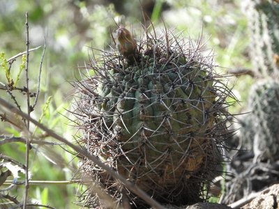 Gymnocalycium ambatoense RB3099 - Cuesta de Los Angeles, 700m